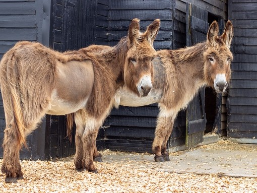 Buddy and Elvis at our Open Farm