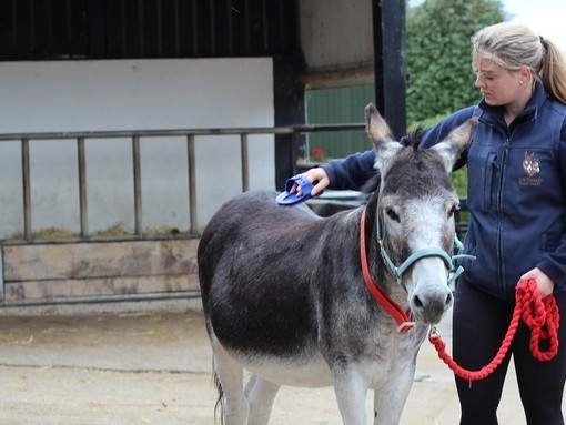 Donkey being groomed in farm yard