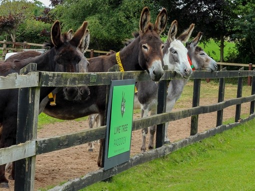 Donkeys resting their heads on fence along walkways