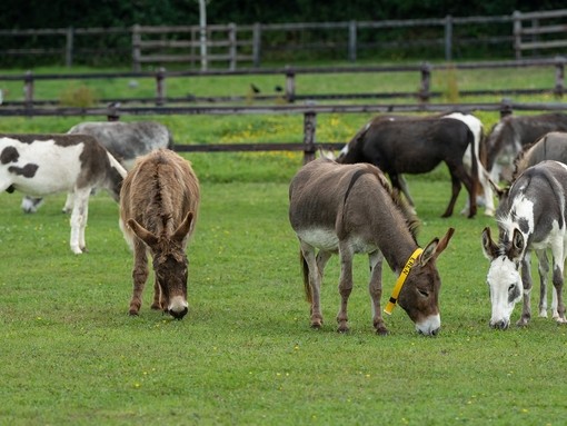 Mother and son donkey grazing in a field