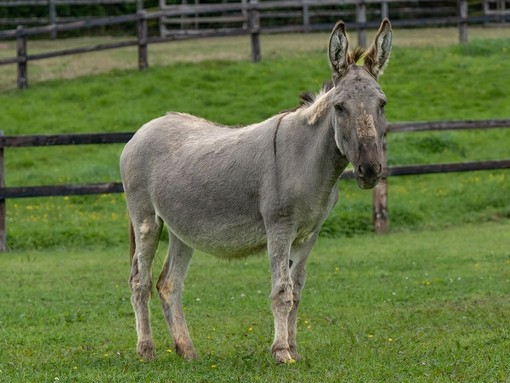 Adoption donkey Julie Anne