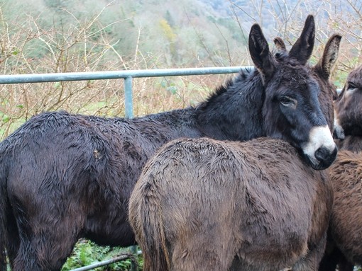 Group of wet and cold donkeys