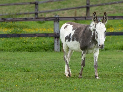 Adoption donkey Bella