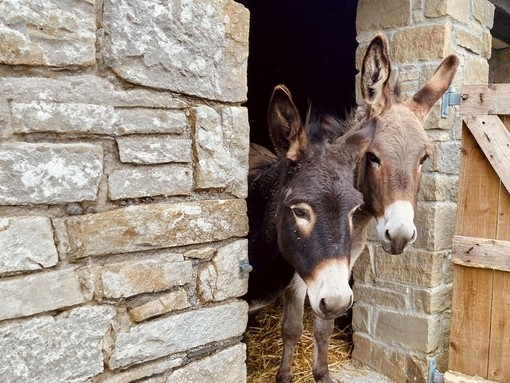 Rehomed donkeys Hope and Mini