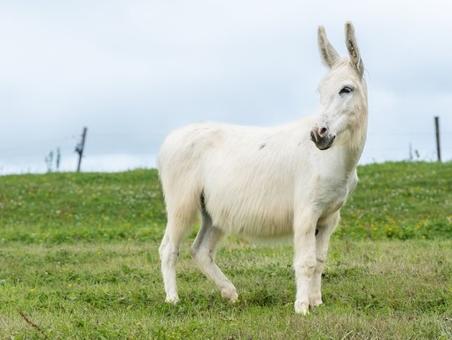 Adoption donkey Snowdrop