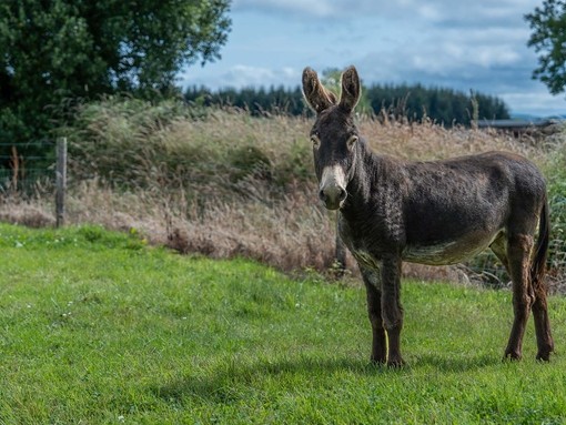 Baxter at Hannigan's Farm in Cork