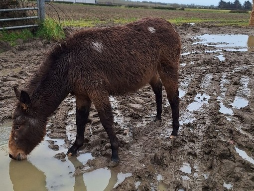 Flora the hinny drinking from a puddle