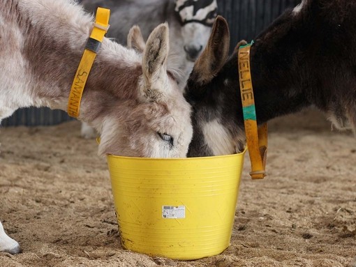 Two donkeys drinking from a bucket