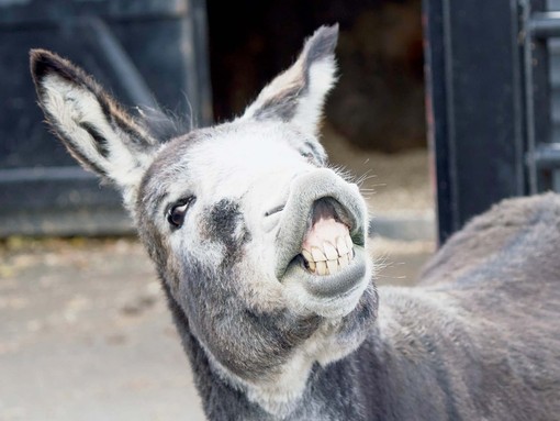 Echo smiling at our Open Farm