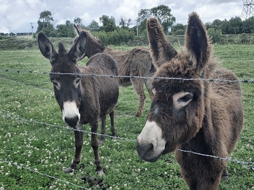 Two donkeys standing at a barbed wire fence