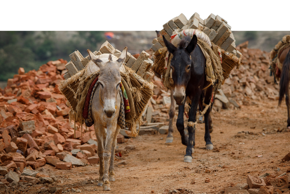 Two donkeys in Nepal carrying bricks